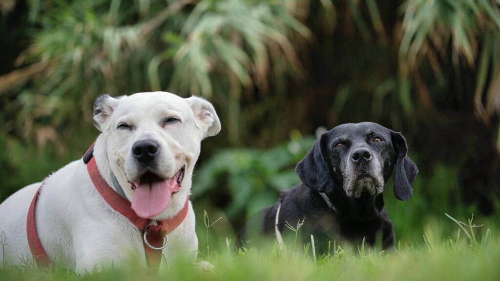 Electoral Areas A, B, and C Dangerous and Aggressive Dog Control Service Establishment Alternative Approval Process