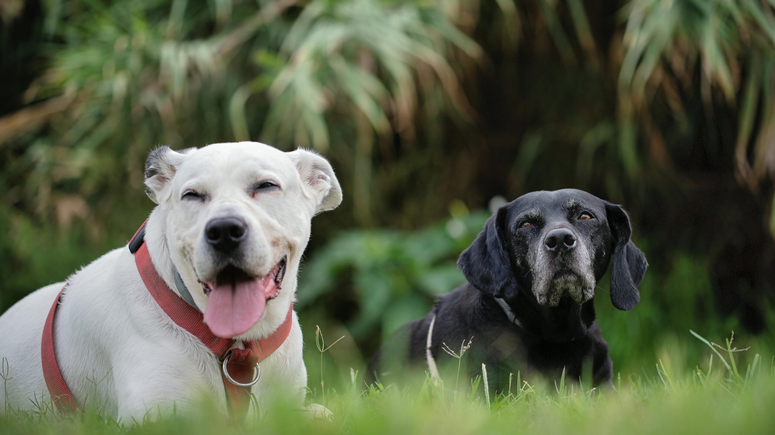 Electoral Areas A, B, and C Dangerous and Aggressive Dog Control Service Establishment Alternative Approval Process
